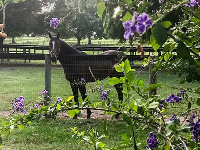 Legacy Farm Healing - boutique horse care facility in Morriston, Florida near Ocala