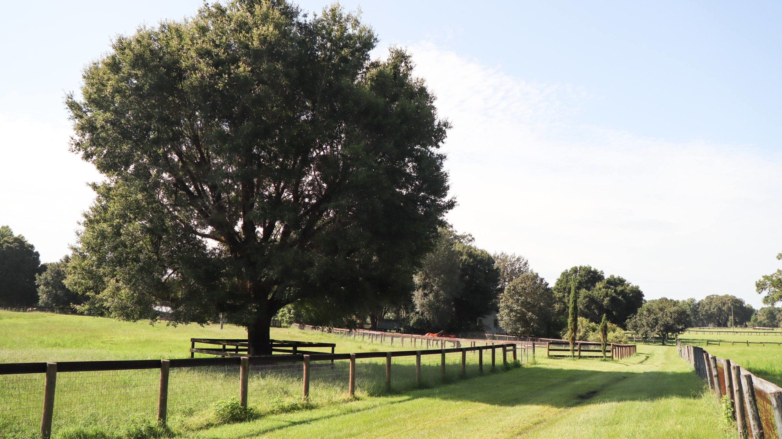 Bettina Gates Stevens at Legacy Farm Healing near Ocala Florida