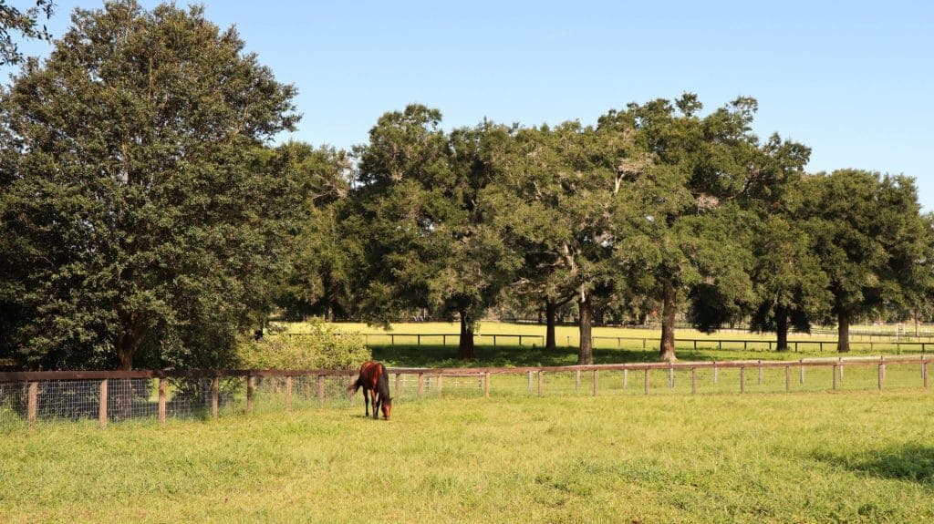 Horses near Ocala Florida - local equine services directory