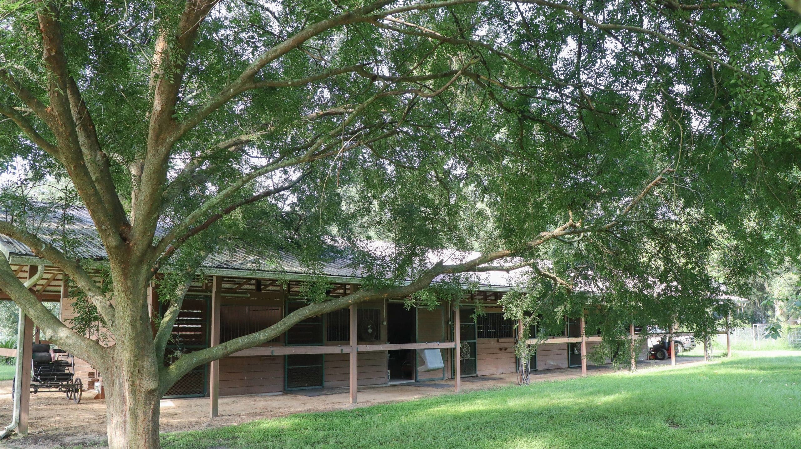 Retired horses grazing in lush pastures at Legacy Farm near Ocala Florida